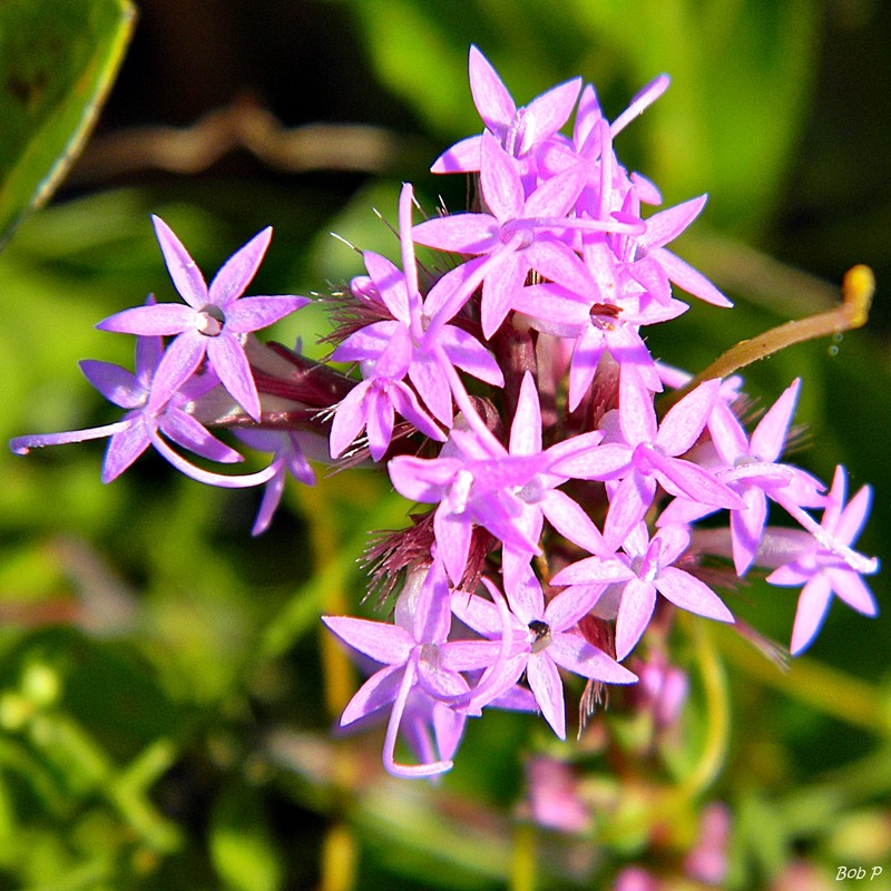 Chapman's Blazing Star photo 3