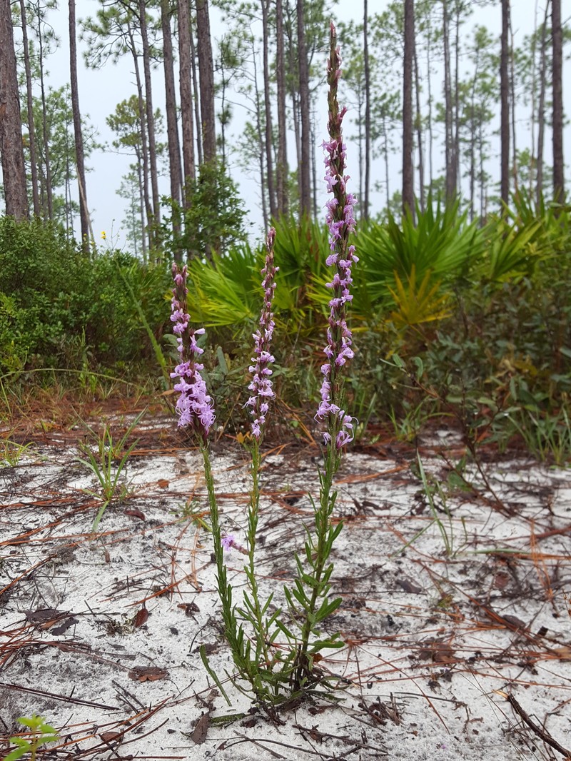 Chapman's Blazing Star
