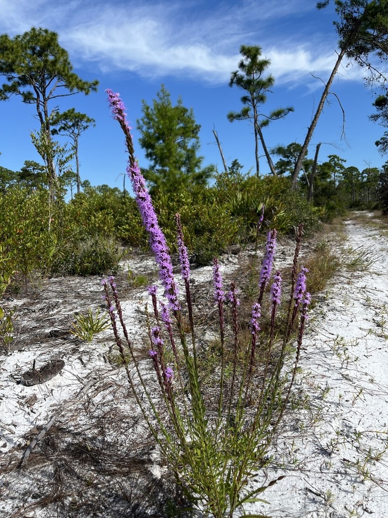 Chapman's Blazing Star
