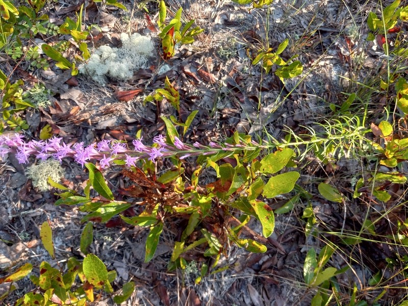 Chapman's Blazing Star photo 2