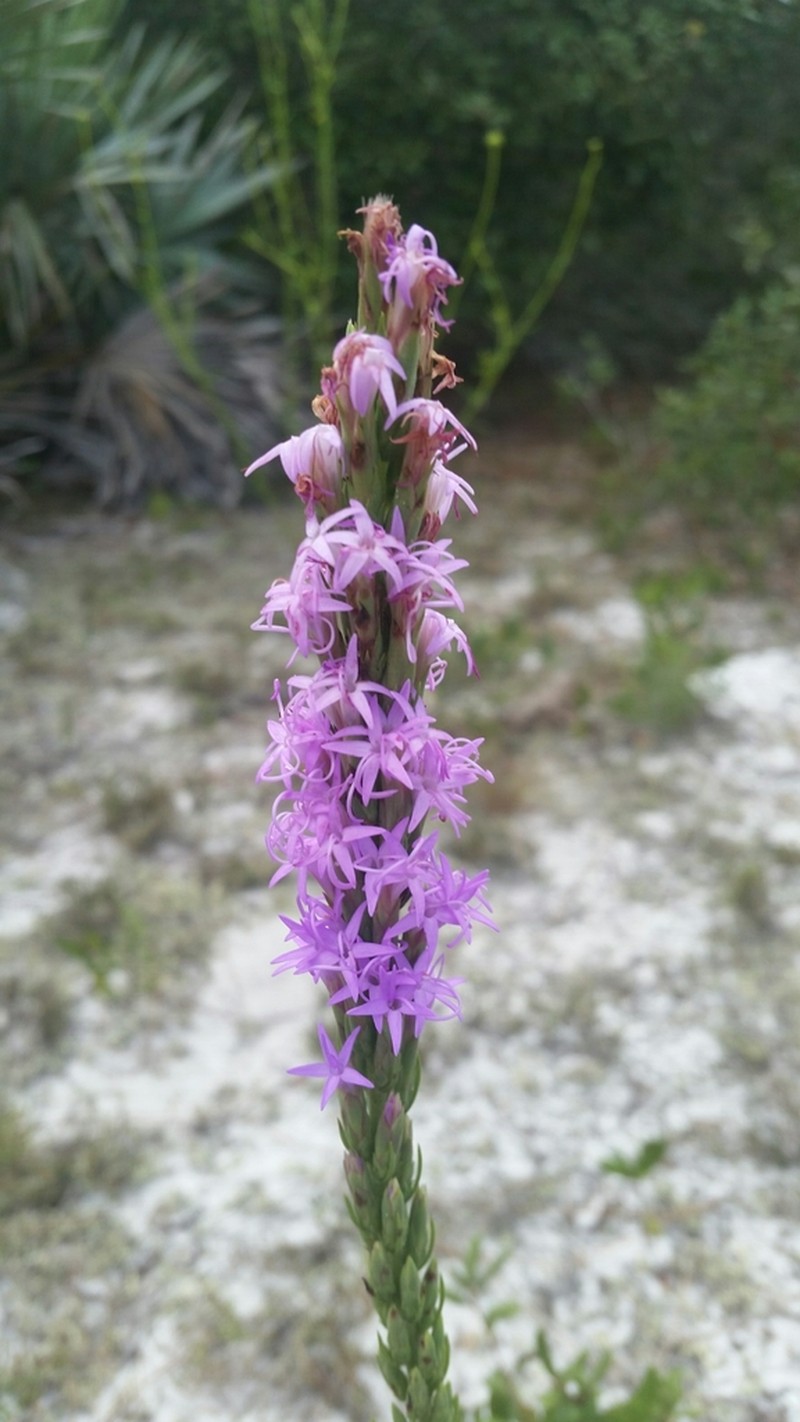 Chapman's Blazing Star photo 3