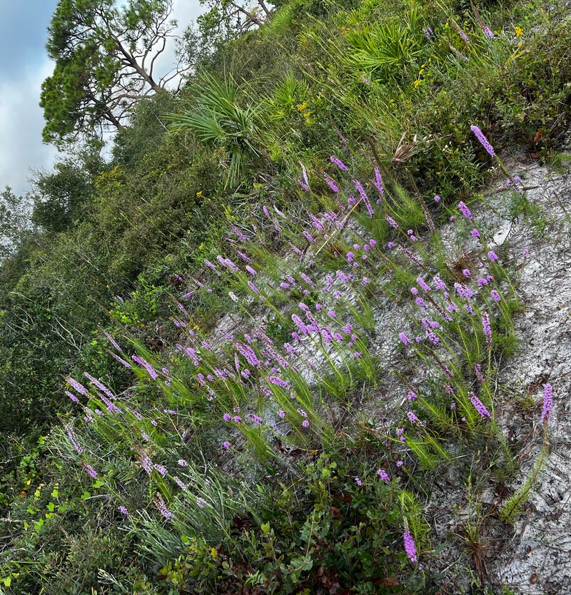 Chapman's Blazing Star photo 4
