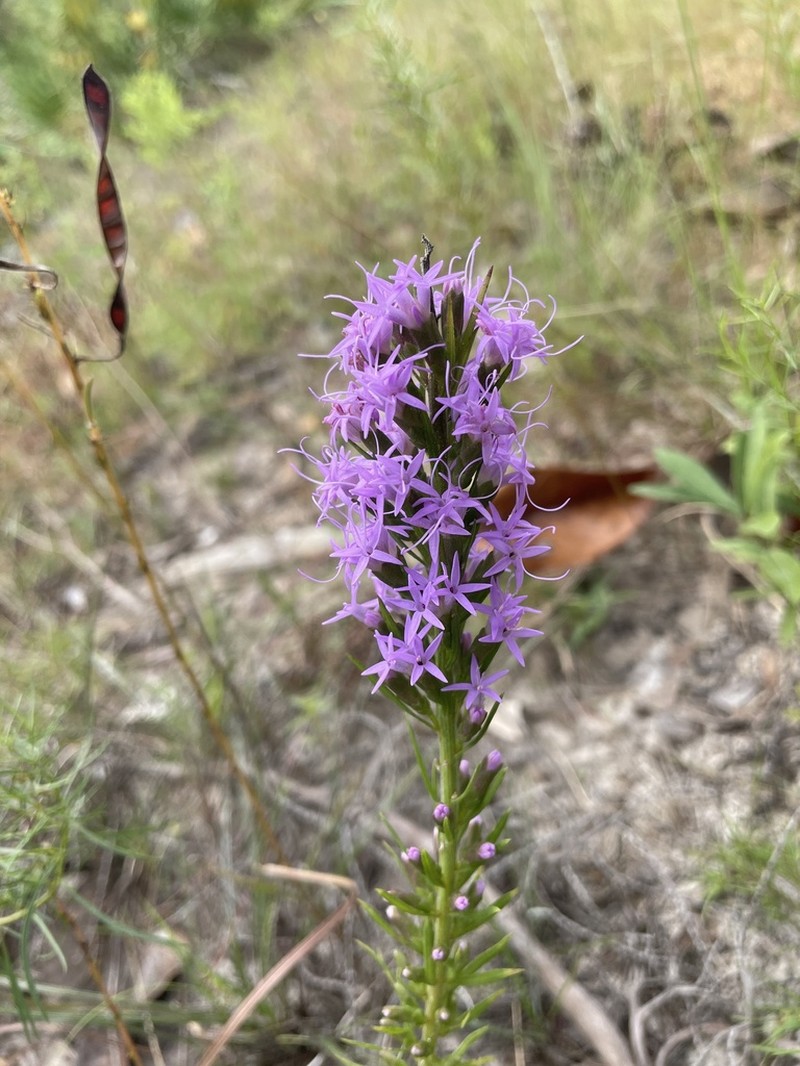 Chapman's Blazing Star photo 5