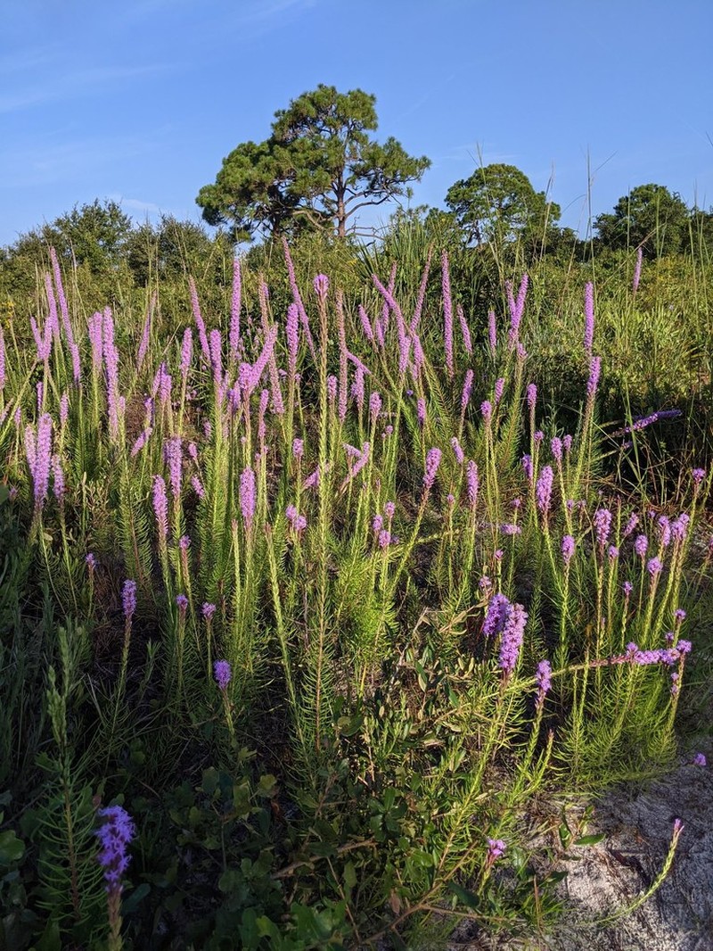 Chapman's Blazing Star photo 6