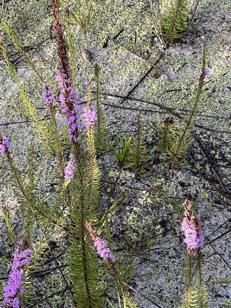 Chapman's Blazing Star photo 7