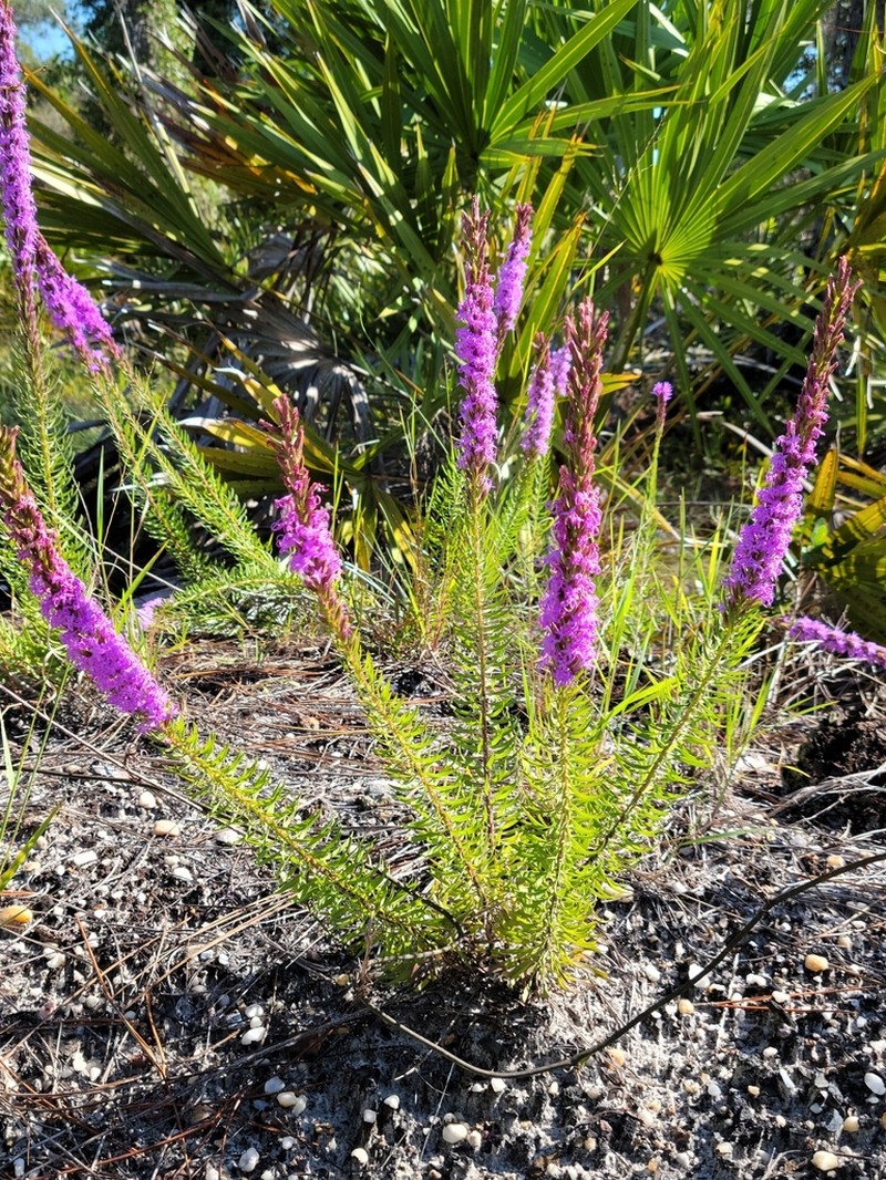 Chapman's Blazing Star photo 8