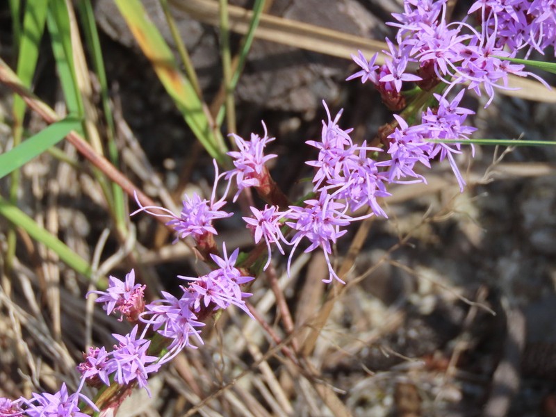 Sandhill's Blazing Star