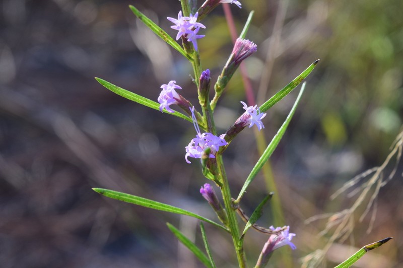 Sandhill's Blazing Star photo 2