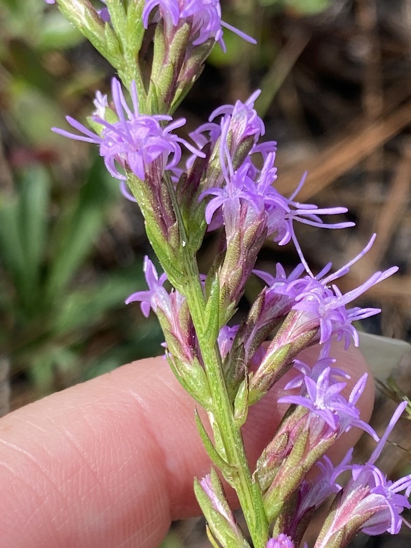 Sandhill's Blazing Star photo 3