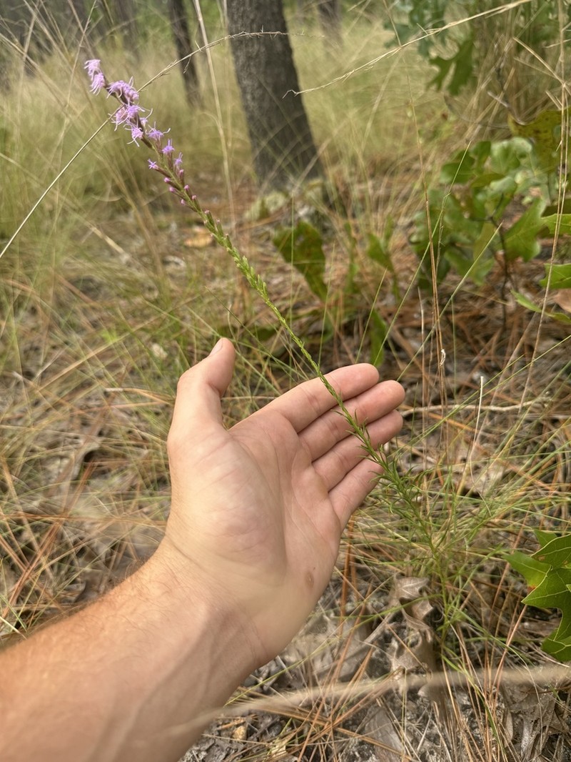 Sandhill's Blazing Star photo 4