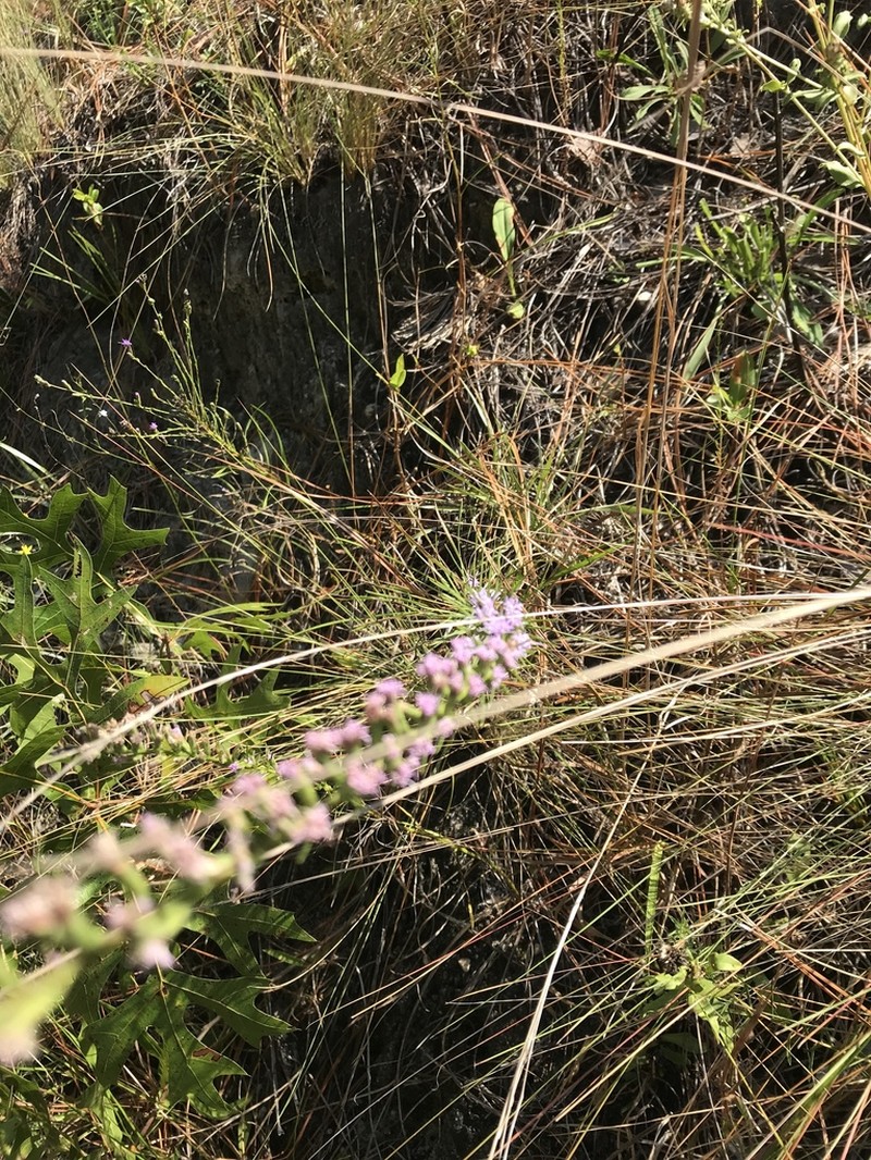 Sandhill's Blazing Star photo 5