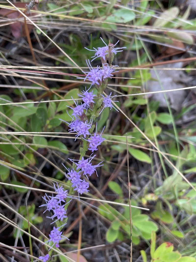 Sandhill's Blazing Star photo 6