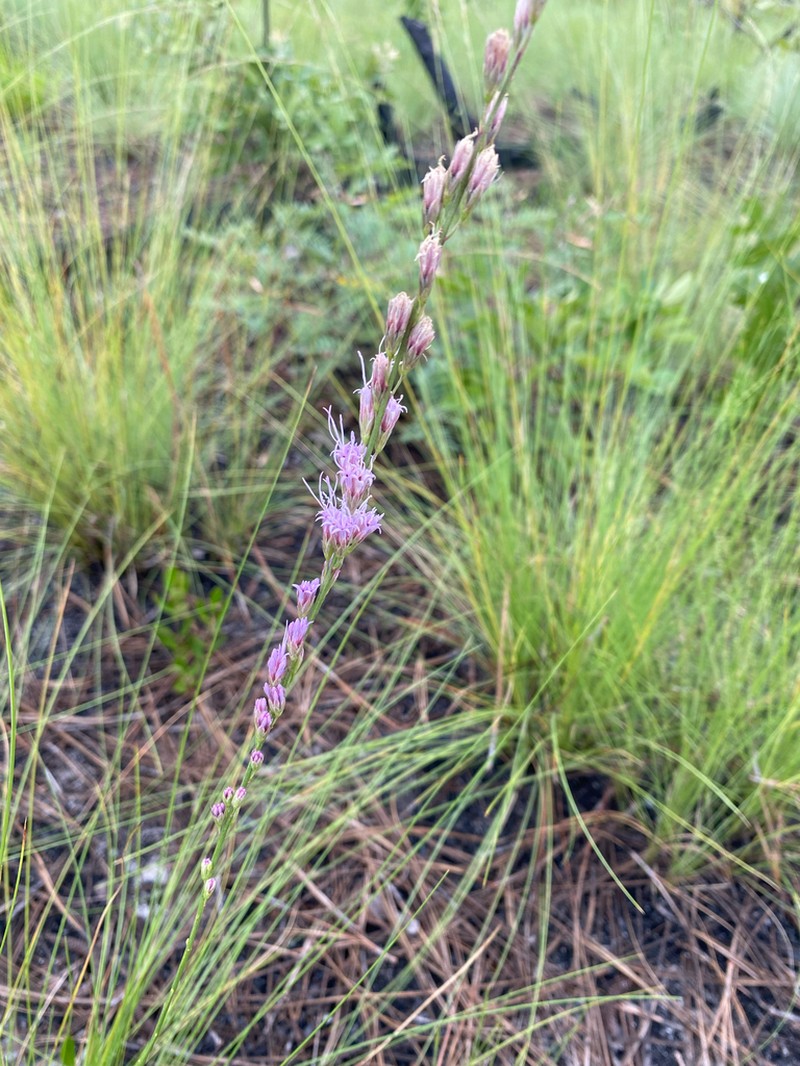 Sandhill's Blazing Star photo 7
