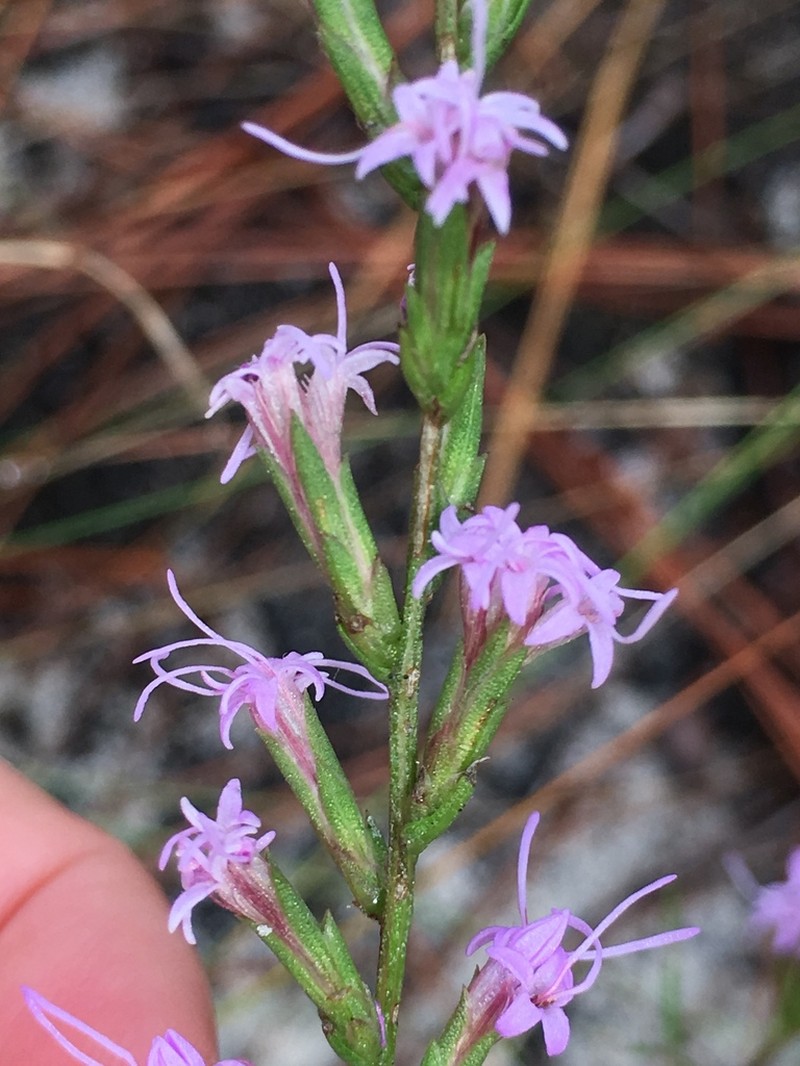 Sandhill's Blazing Star photo 8