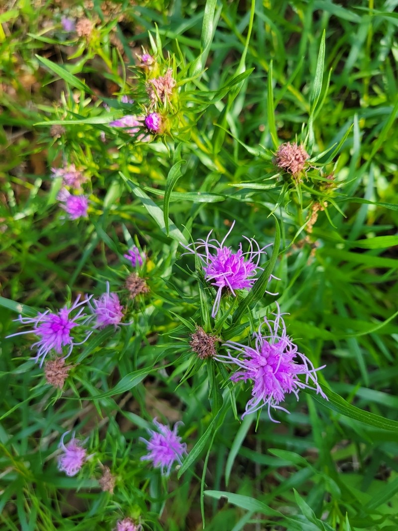 Liatris compacta