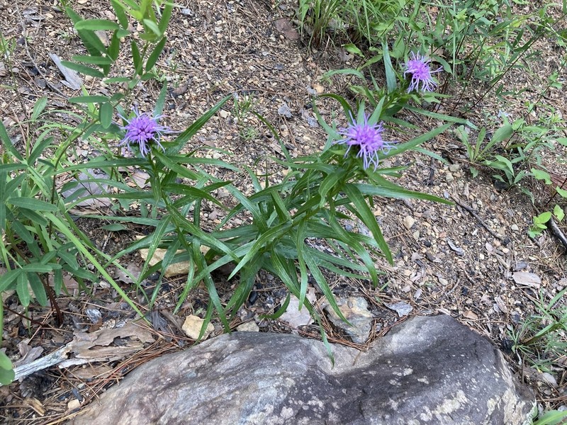 Liatris compacta photo 2