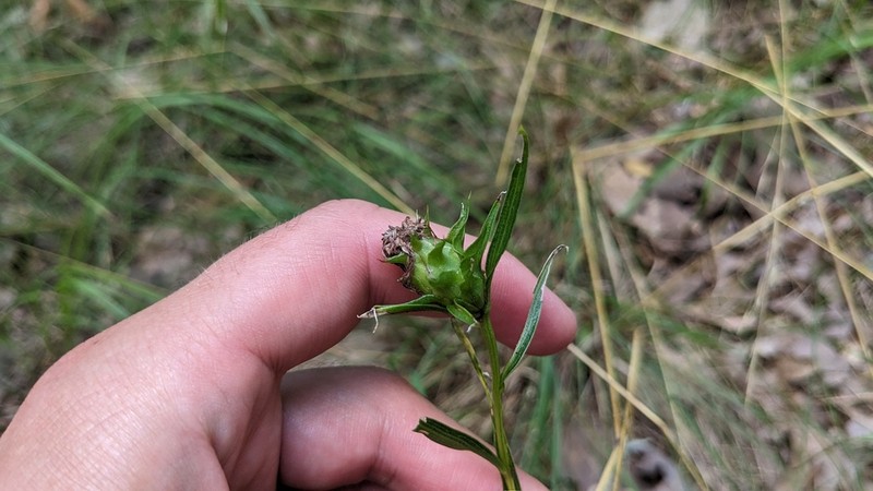 Liatris compacta photo 3