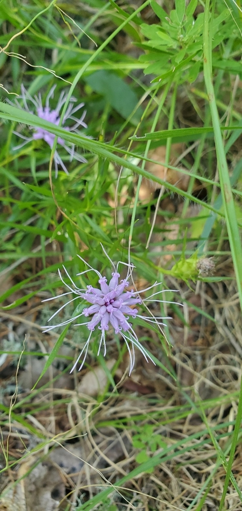 Liatris compacta photo 4