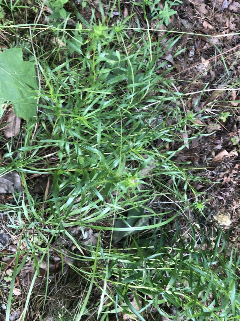 Liatris compacta photo 5