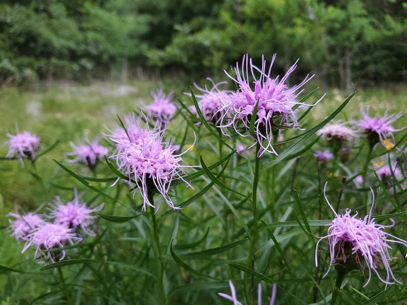 Liatris compacta photo 6