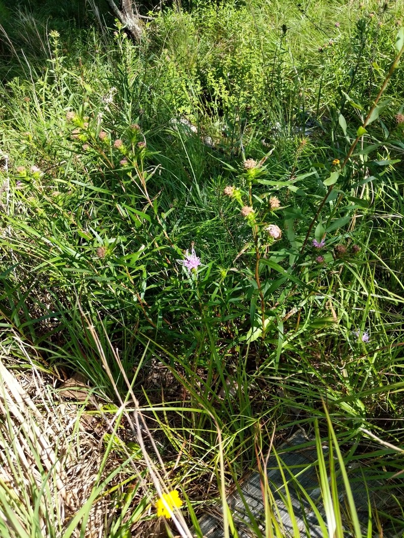 Liatris compacta photo 7