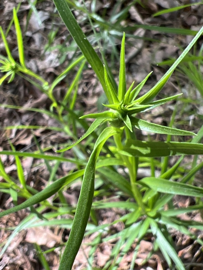 Liatris compacta photo 8