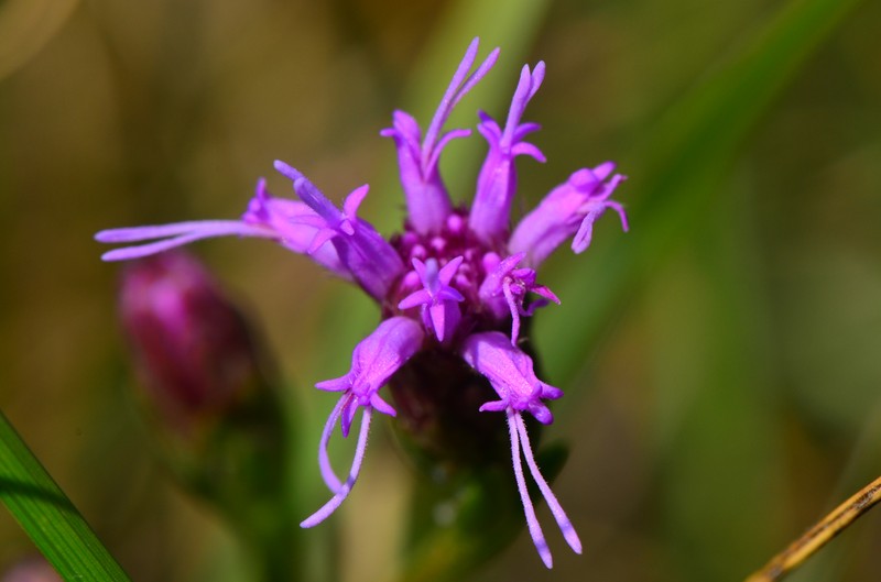 Ontario Blazing Star photo 2
