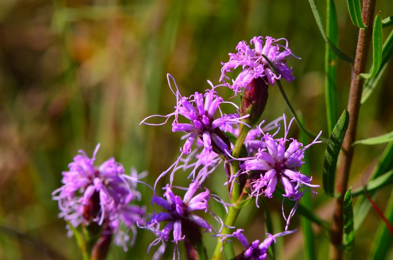 Ontario Blazing Star photo 3