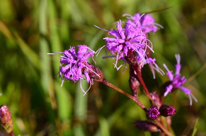 Ontario Blazing Star photo 4
