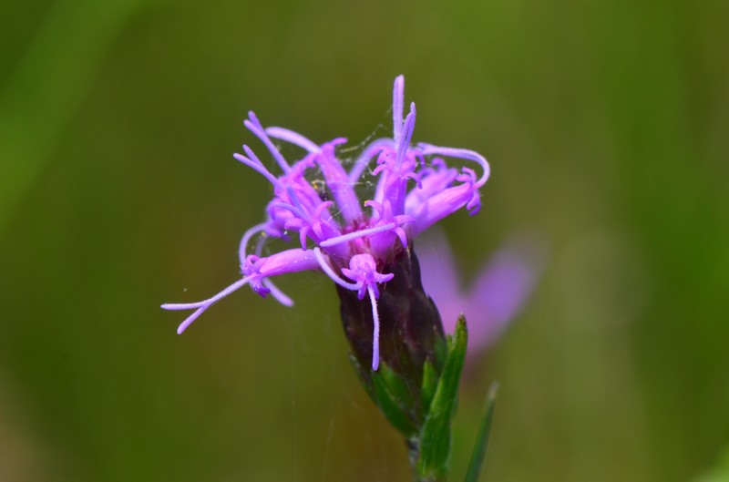 Ontario Blazing Star photo 5