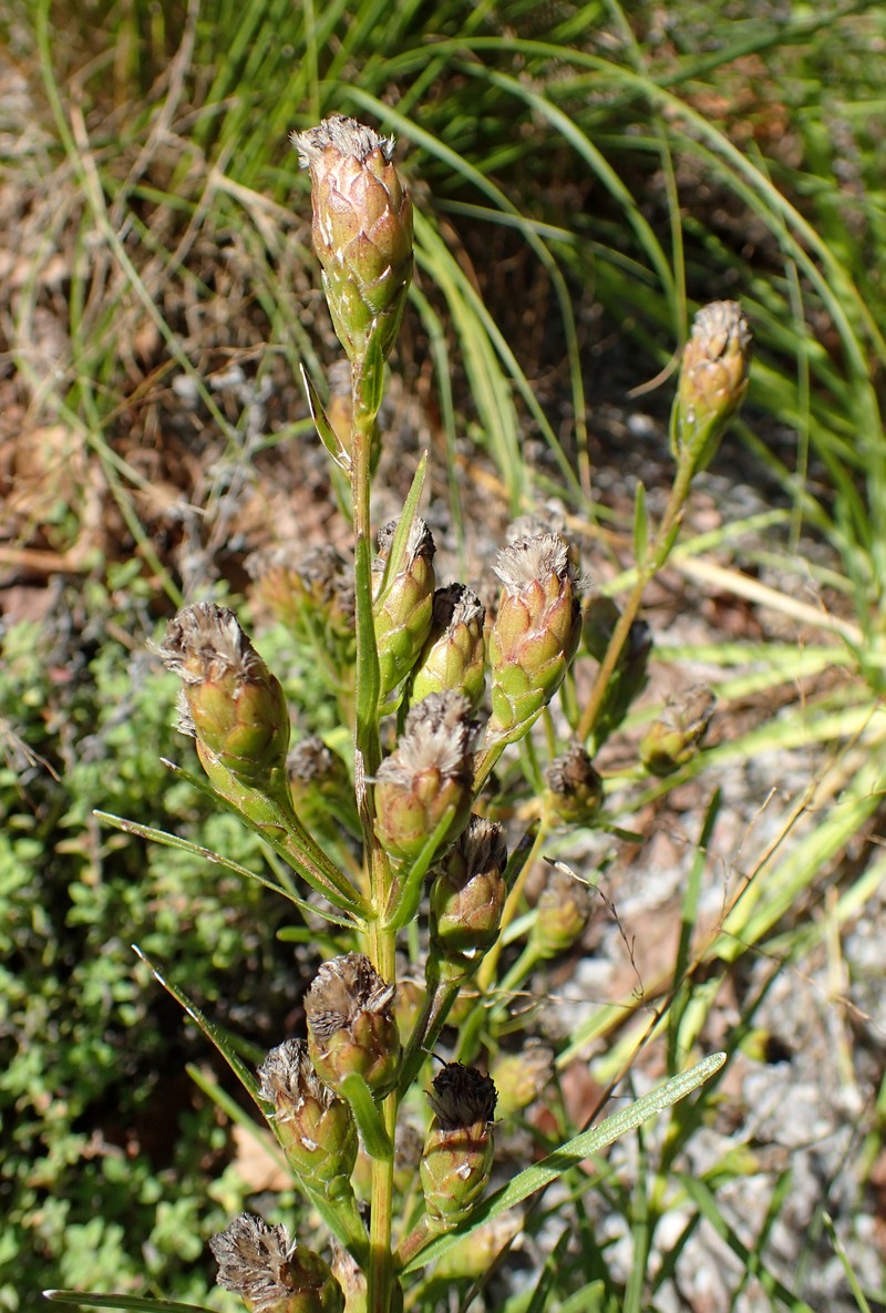 Ontario Blazing Star photo 6