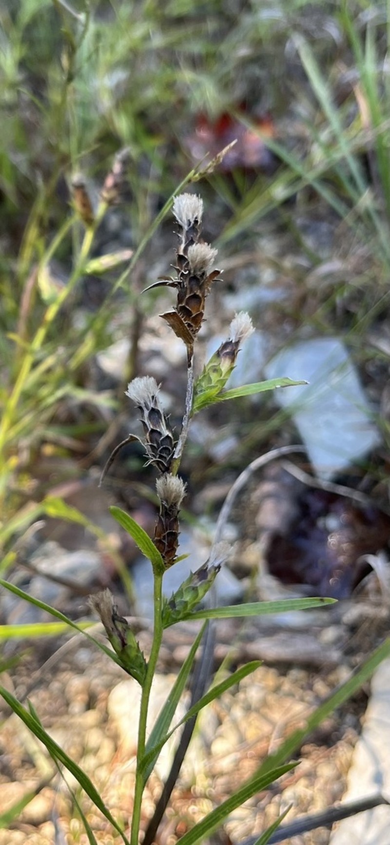 Ontario Blazing Star