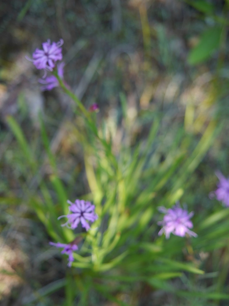 Ontario Blazing Star photo 2