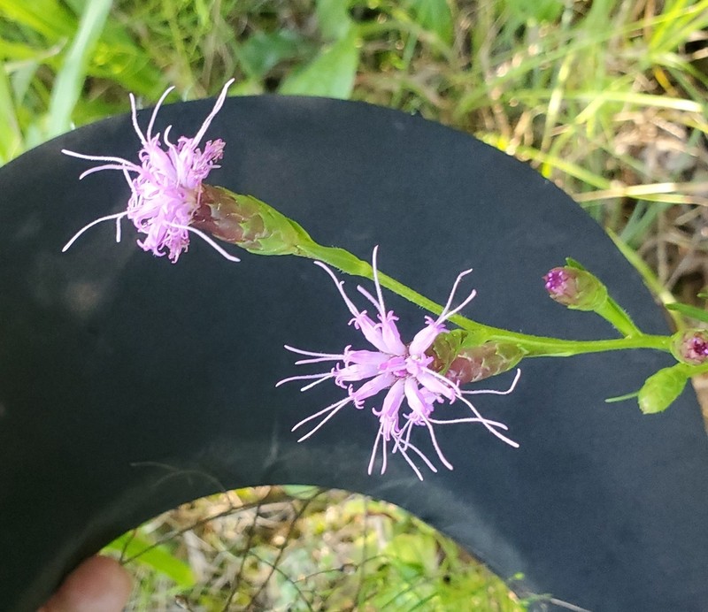 Ontario Blazing Star photo 3