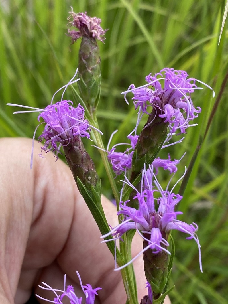 Ontario Blazing Star photo 5