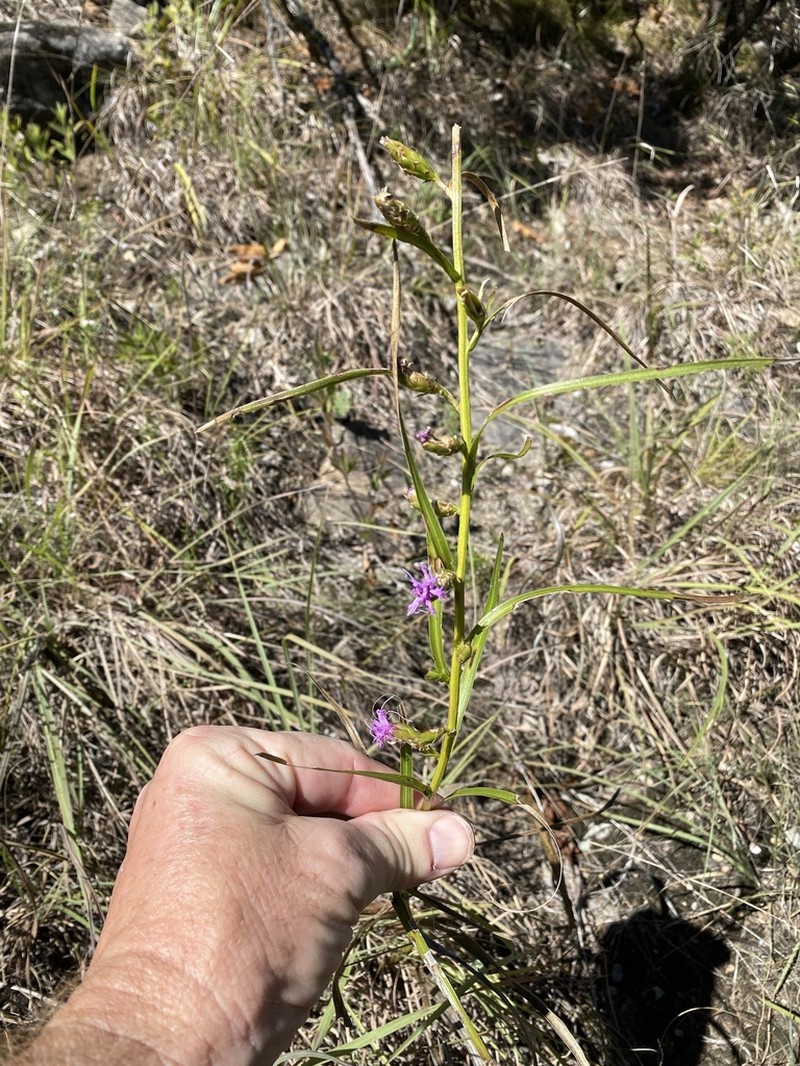 Ontario Blazing Star photo 6