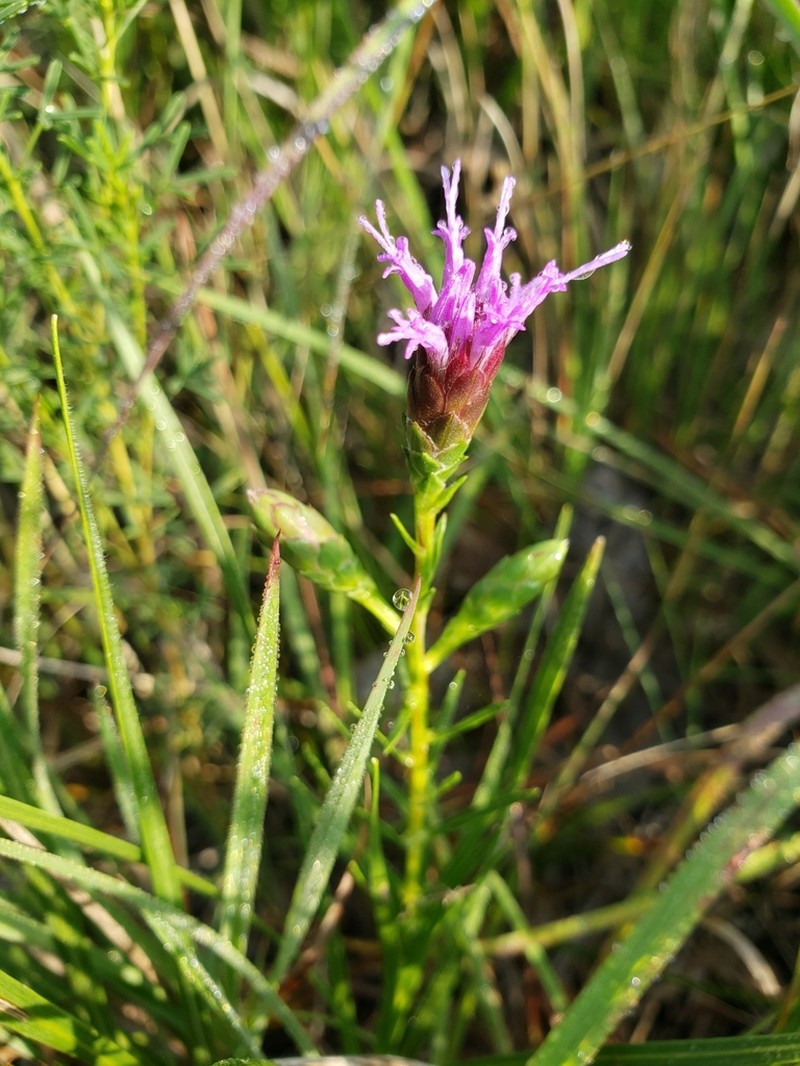 Ontario Blazing Star photo 7