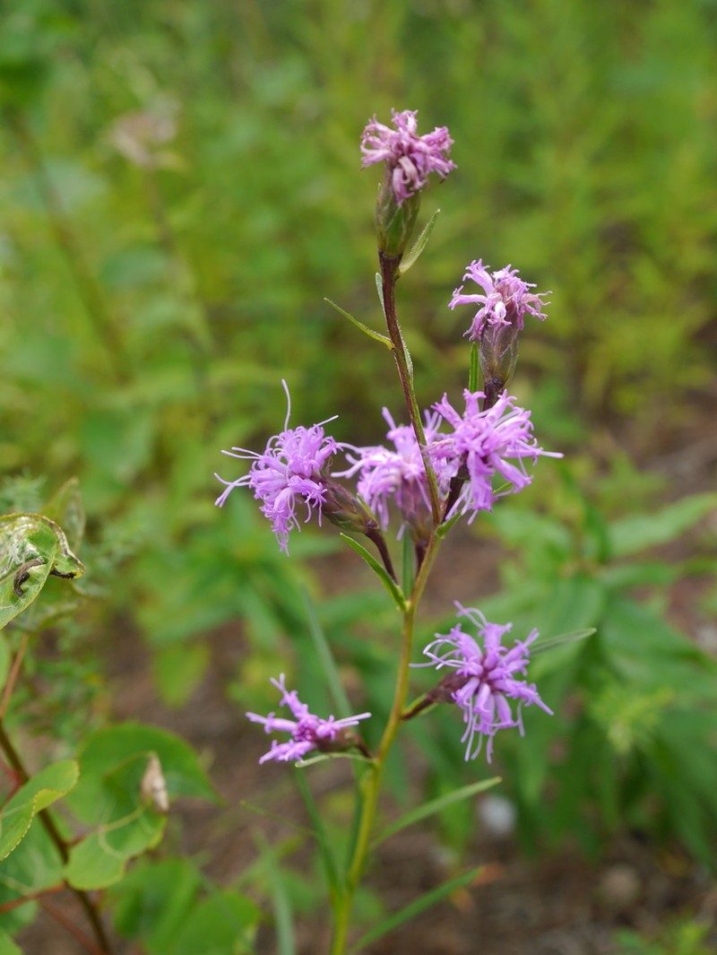 Ontario Blazing Star photo 8