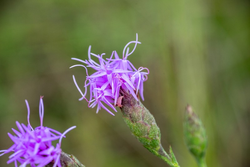 Branched Blazing Star