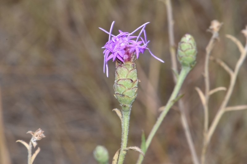 Branched Blazing Star