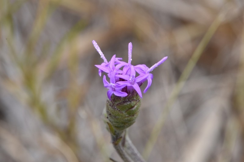 Branched Blazing Star photo 2
