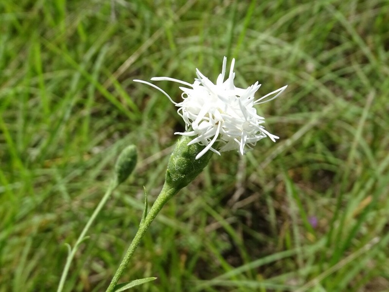 Branched Blazing Star photo 3