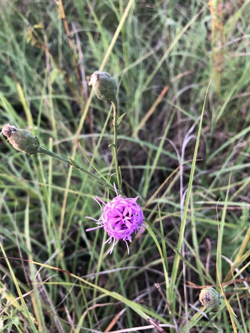 Branched Blazing Star photo 4