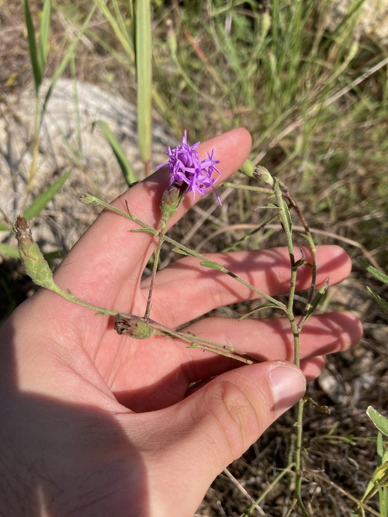 Branched Blazing Star photo 5
