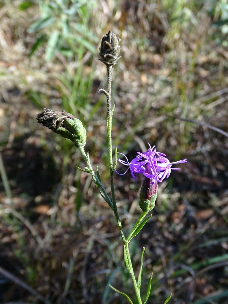 Branched Blazing Star photo 6