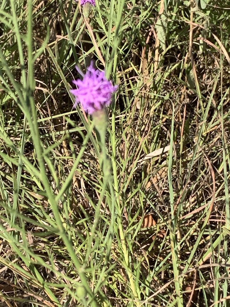Branched Blazing Star photo 7