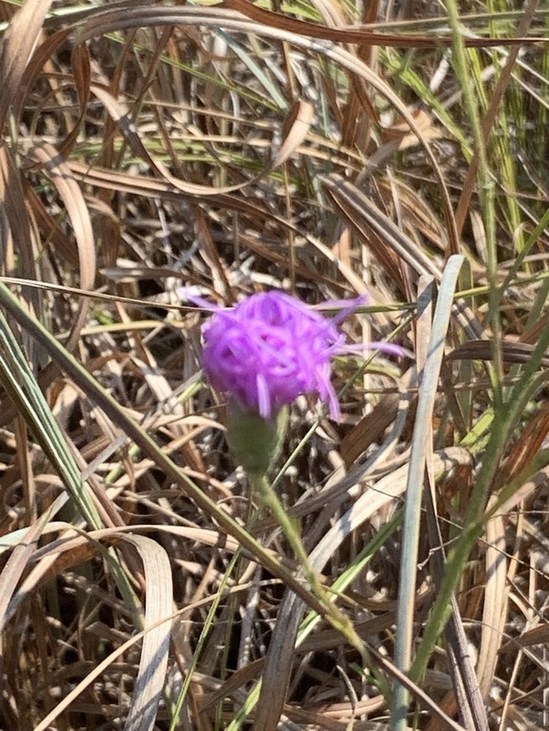 Branched Blazing Star photo 8