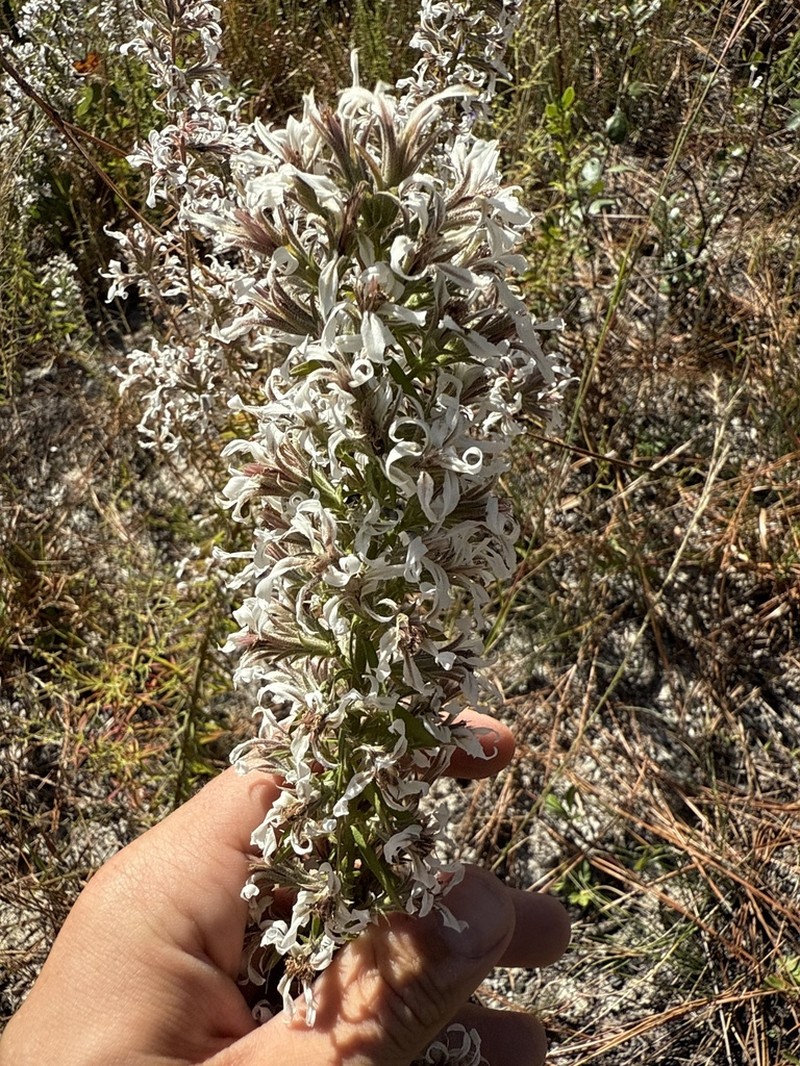 Pinkscale Blazing Star
