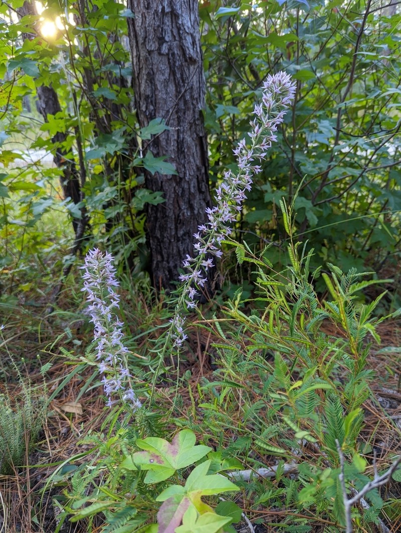 Pinkscale Blazing Star photo 3