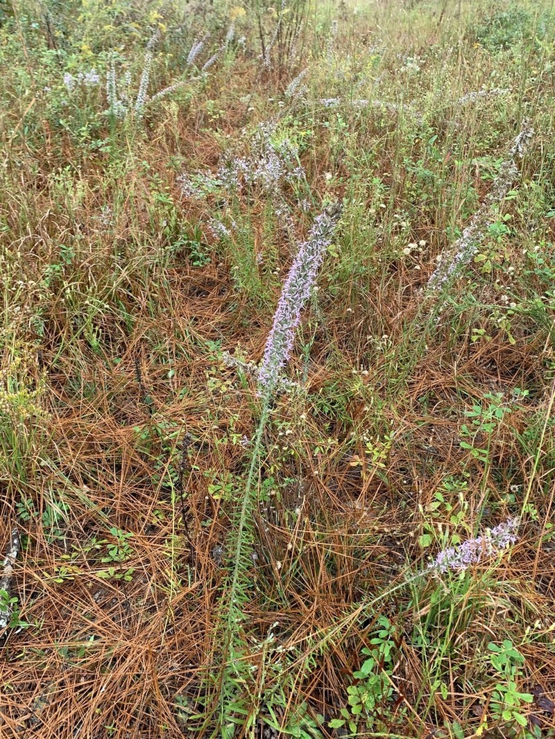 Pinkscale Blazing Star photo 4